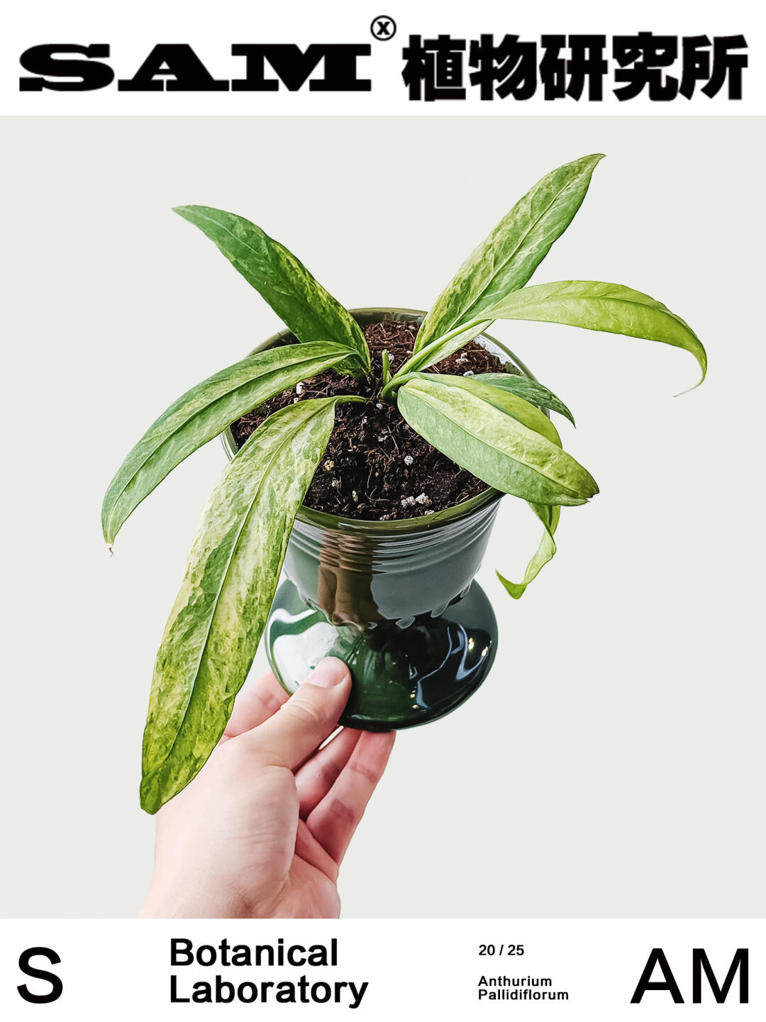 领带花烛锦｜Anthurium Pallidiflorum