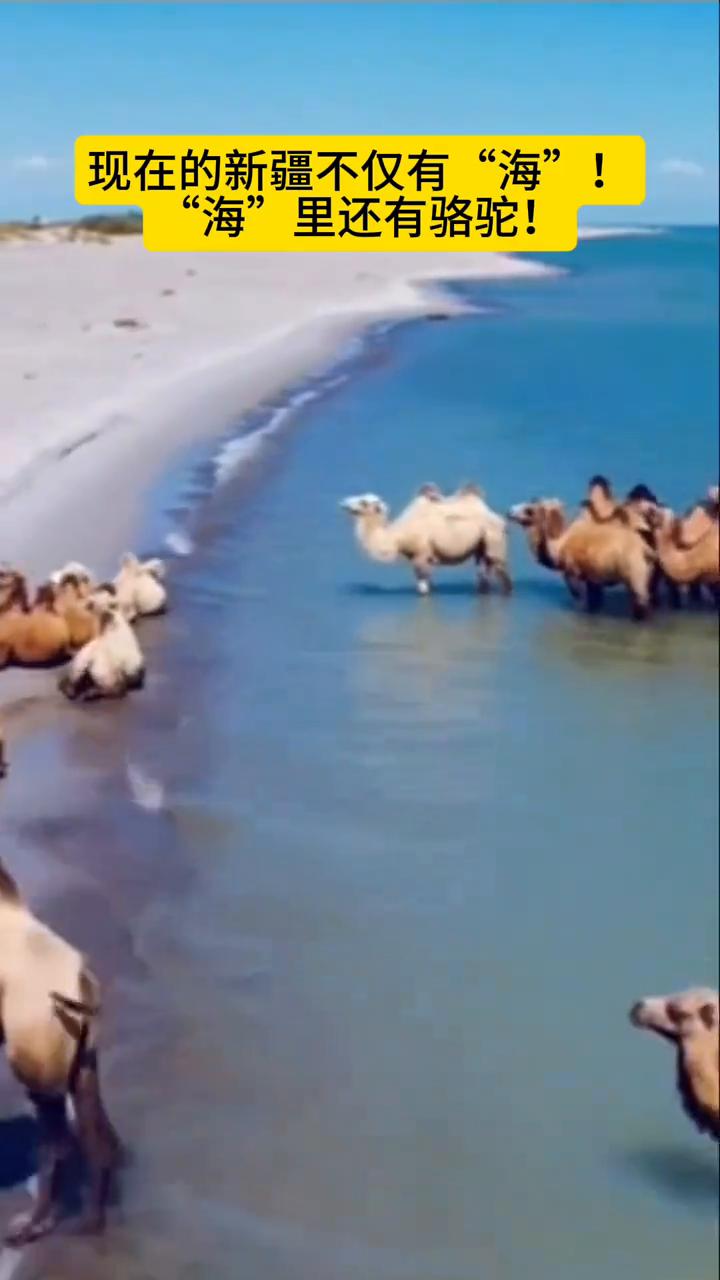 现在的新疆不仅有"海"，"海"里还有骆驼。