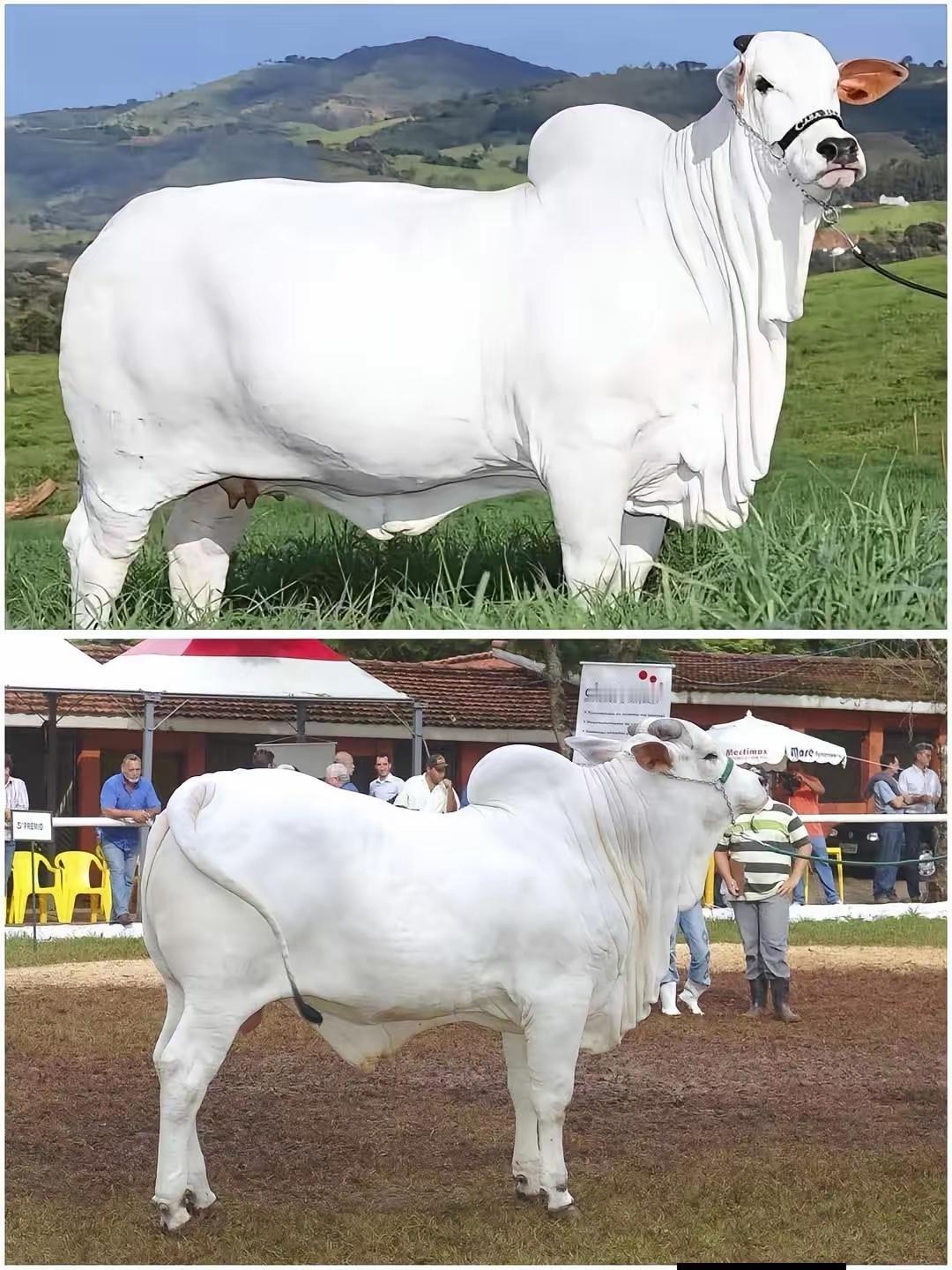 这是一头Nelore（内洛尔）牛，已成为世界上最昂贵的牛，售价438万美元，由巴