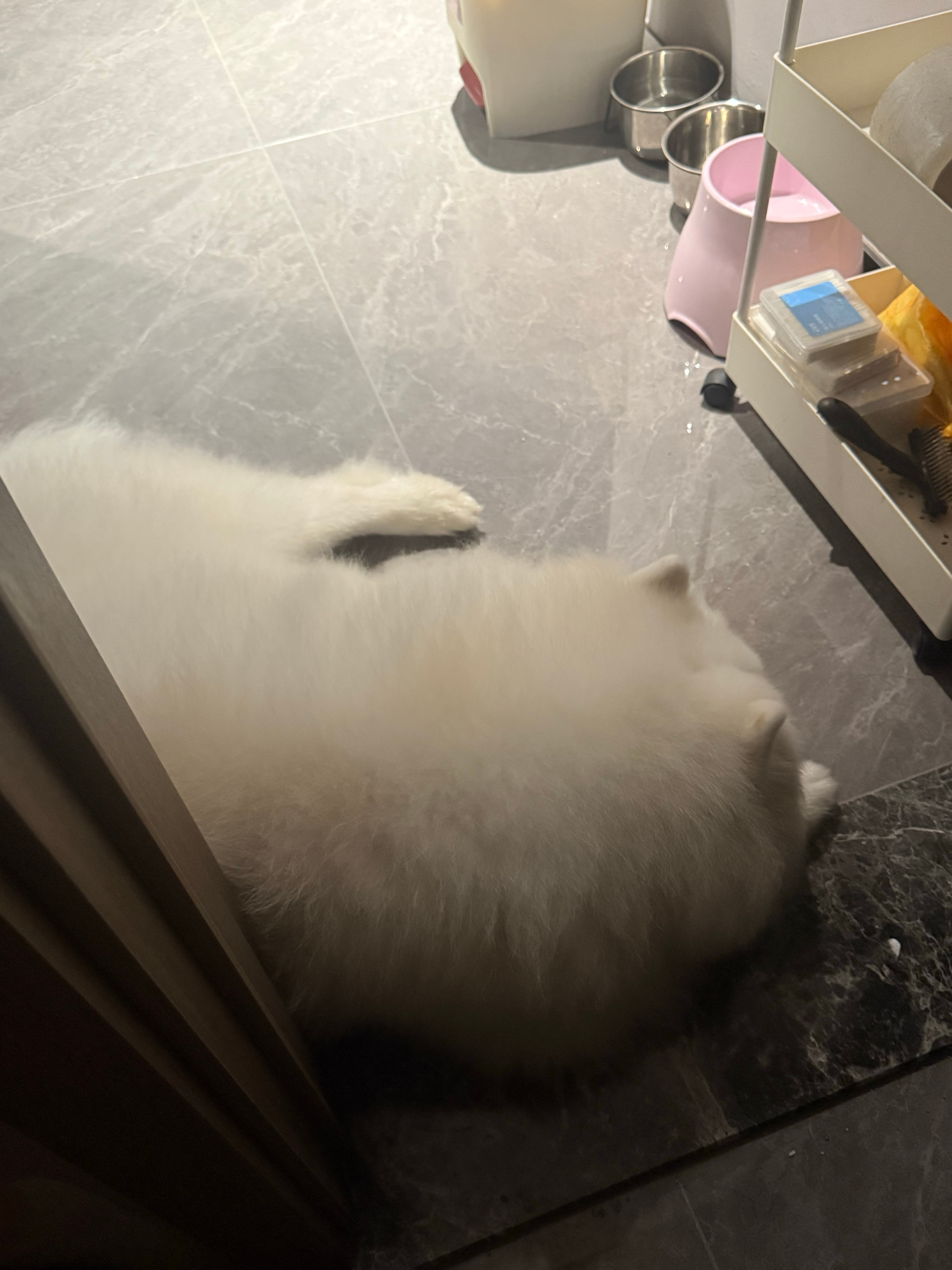猪叉叉都在发光…… ​​​