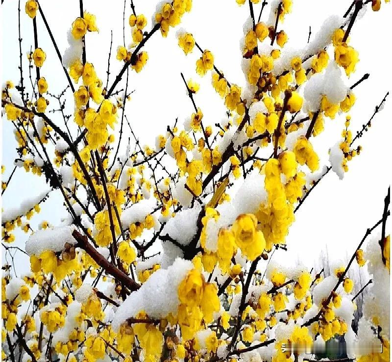 #上联，雪落梅花艳，诚邀下联#
雪落梅花艳，
香飘秀色新。
