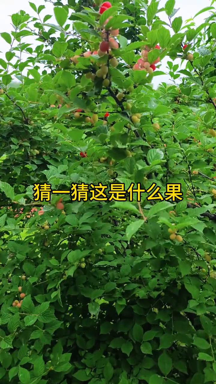 猜一猜这是什么果？