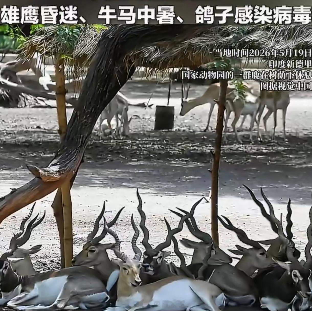 印度极端高温致动物集体中暑“集体中暑”背后，是无声的生存绝望。猴子为找水跳井溺亡