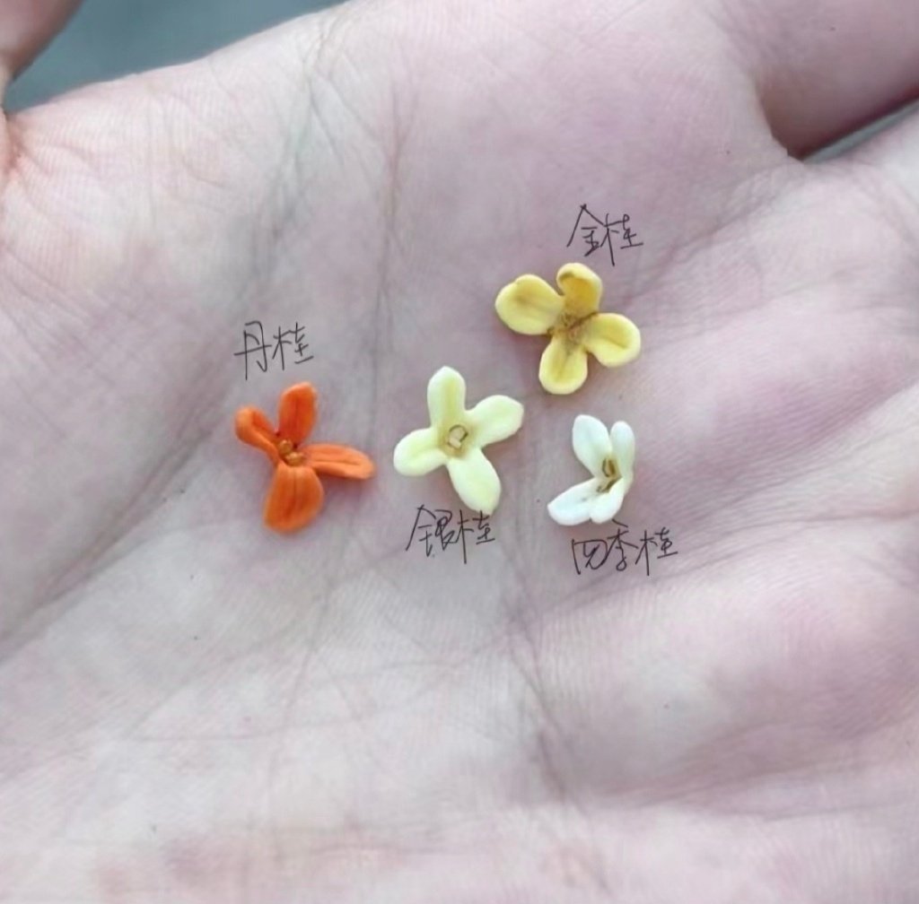 “  桂花的四个品种 … ” ​​​ 🙏 🙏~ ​​​