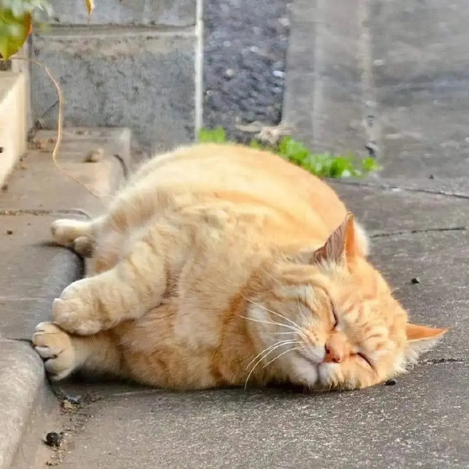 橘猫因贪吃贪睡，性格软萌，深受铲屎官们的喜爱。近日，网友在路边偶遇一只圆滚滚的大