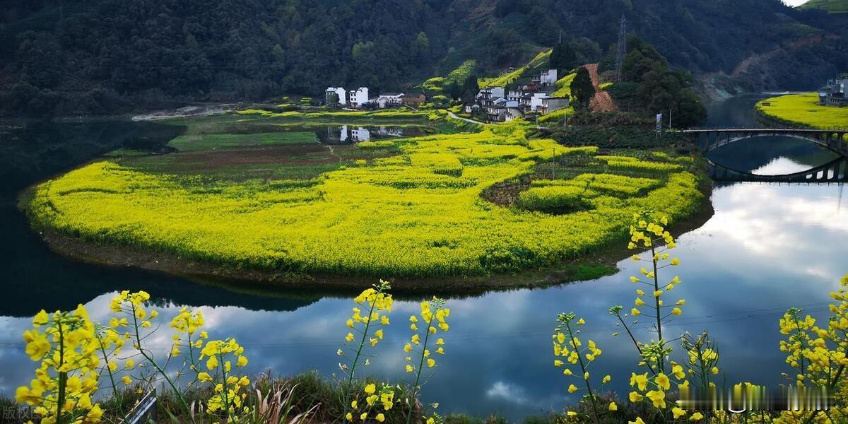 黄山春韵

黄山脚下绽金黄，
翠影花田映晓光。
粉壁青檐添画韵，
春风拂处漫清香