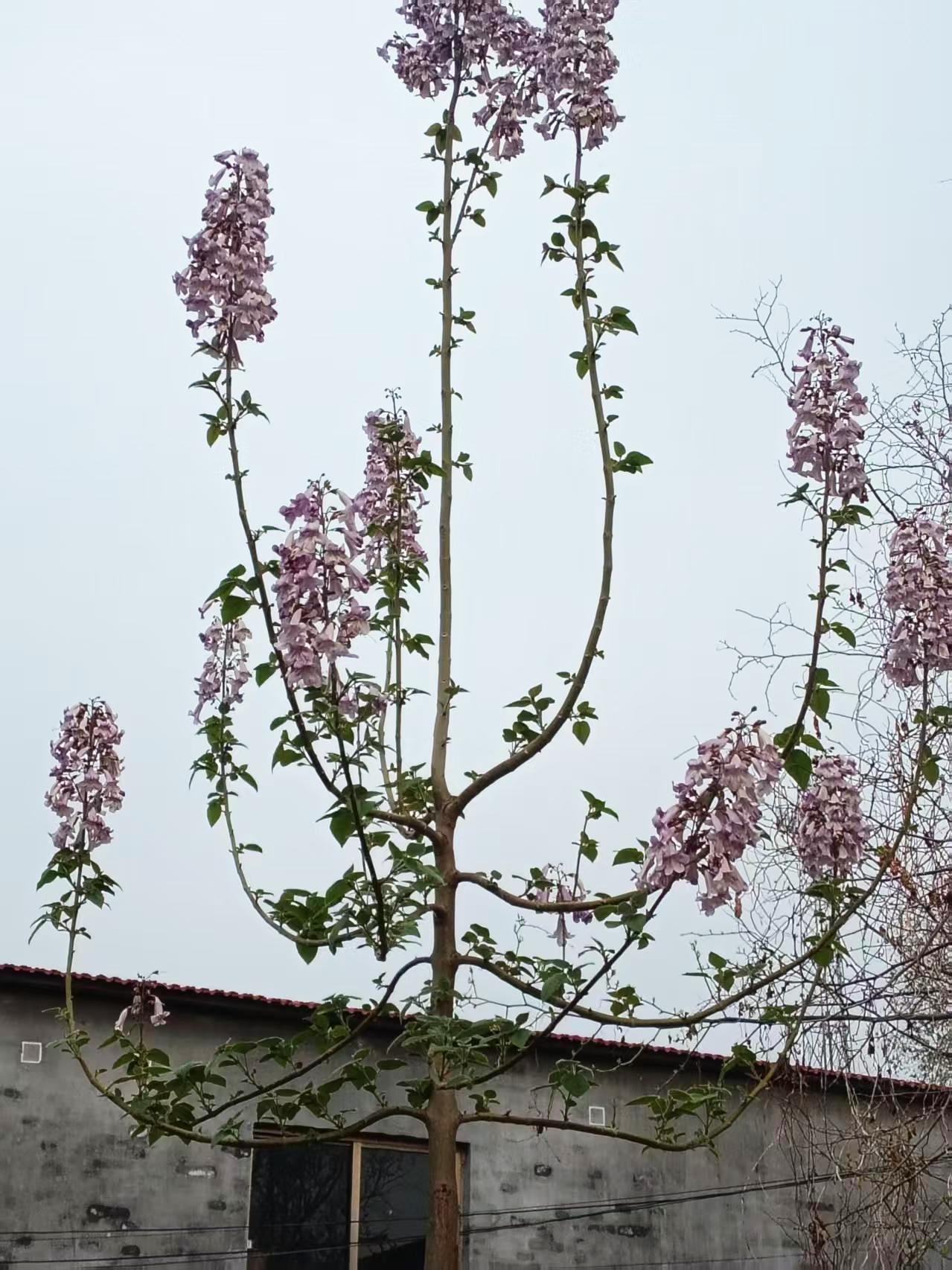 栽下梧桐树引来金凤凰！这是70岁的老父亲去年离开山东老家的时候种下的一棵梧桐树，