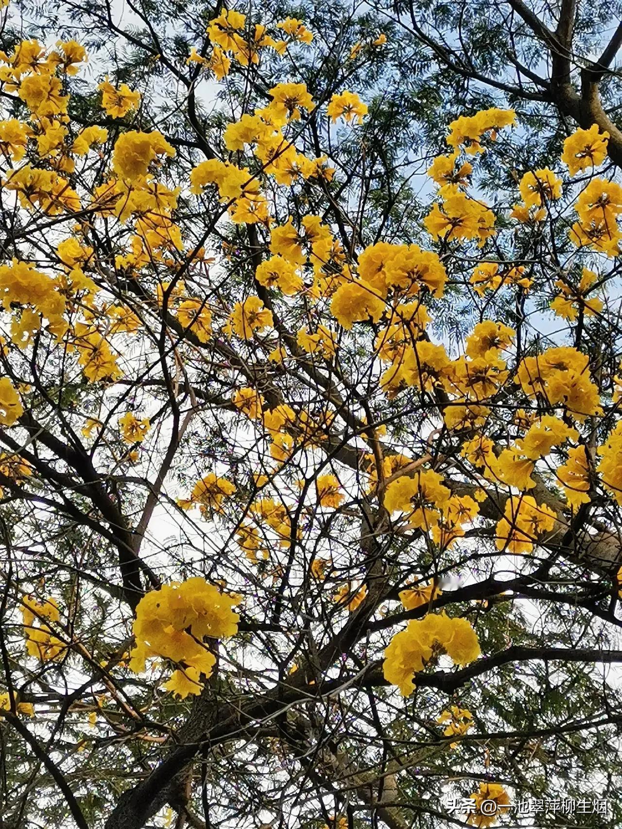 “花枝正摇曳，
人间也浪漫”。

缀满枝头的黄花风铃，在春风中摇曳生姿，每一朵花