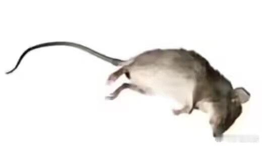 号主状态 