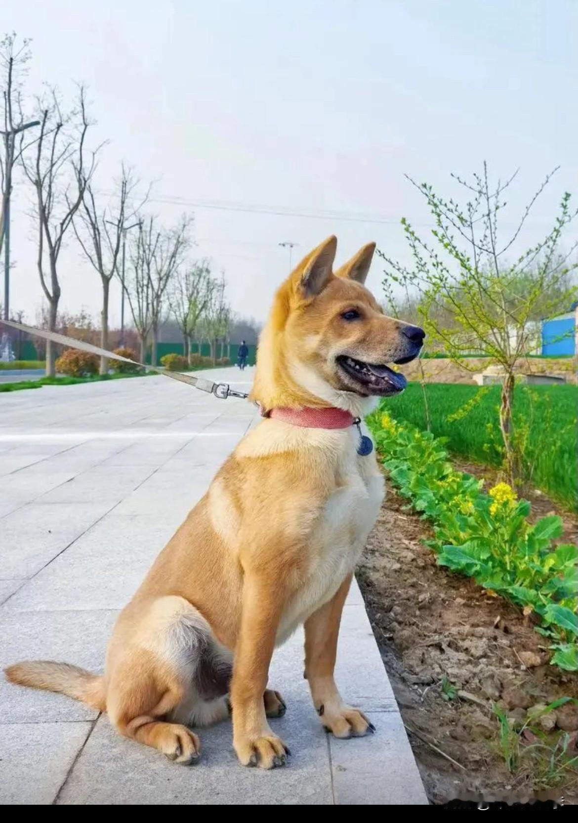 中华田园犬被认为是“恶犬”并非源于犬种本身，核心是缺乏规范管理+环境/人为因素导