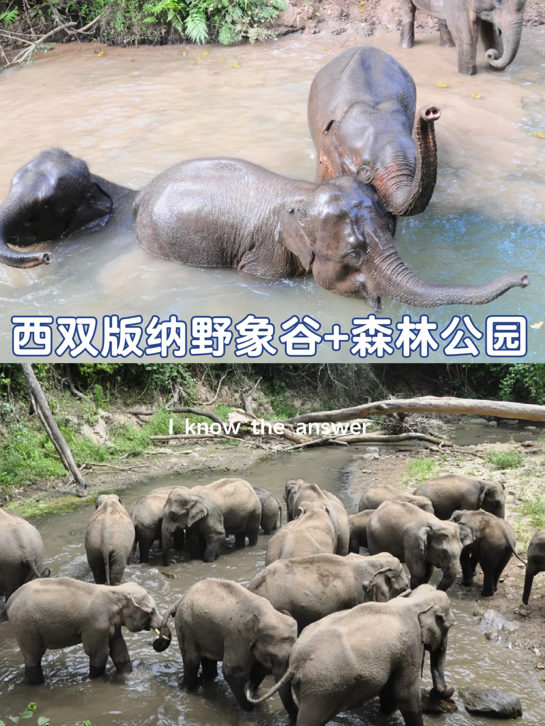 西双版纳野象谷+森林公园一日游