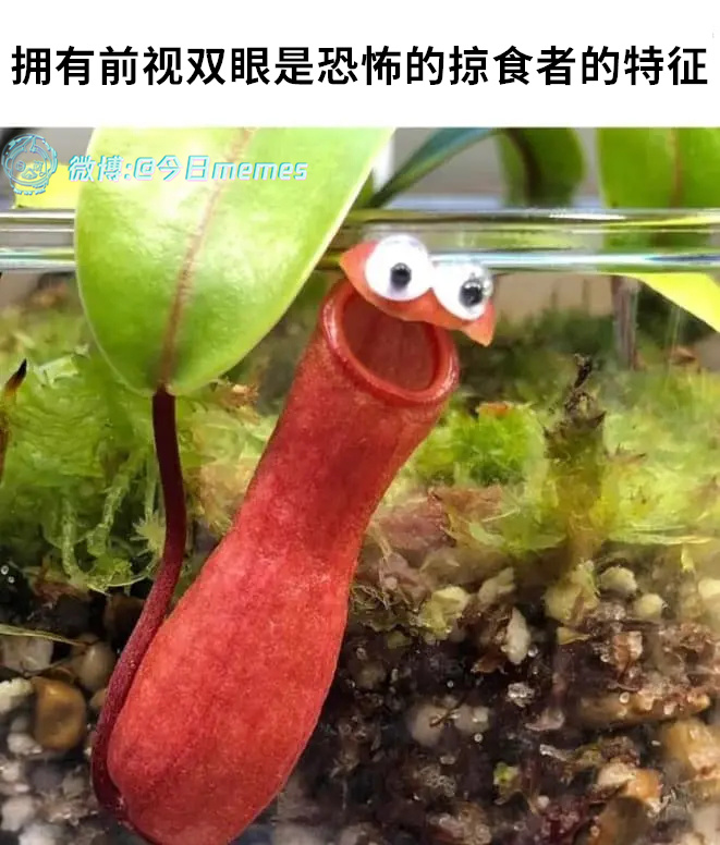 吃了你喔（9gag）今日meme 今日memes