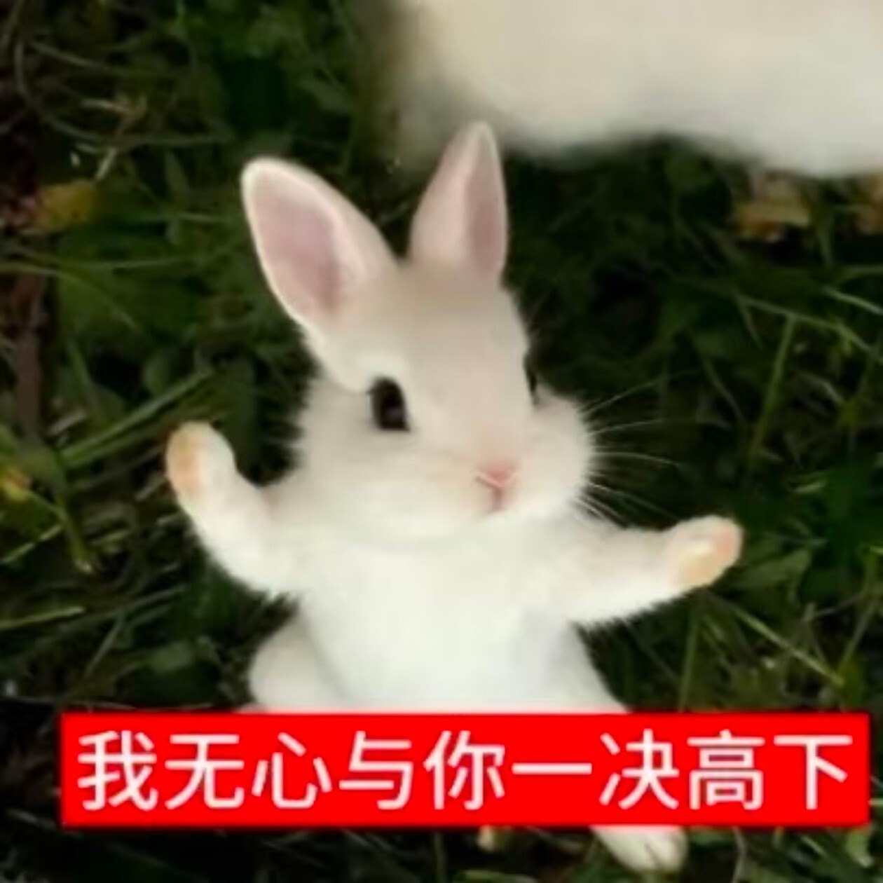 抛个硬币 如果黏在天花板上就不吃夜宵了 