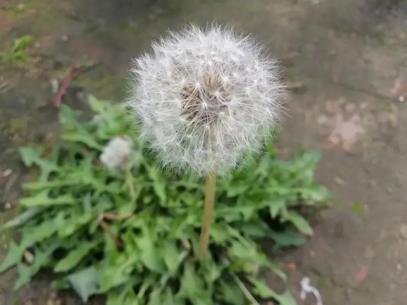 吹动蒲公英断根儿飘走，
落叶在天涯，
吹跑狗尾巴野草，
难往那外地扎，
雪还下不