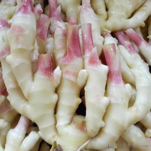 调理脾胃，从一碟糖醋教头与泡仔姜开始

现代人生活节奏快，饮食不规律，脾胃虚弱、