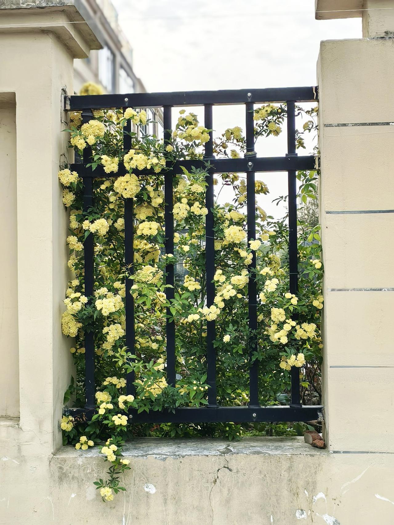 苏州木香花开～

理想的小院，
总该有一架木香。

春日煮茶，花影落进瓷杯；
夏