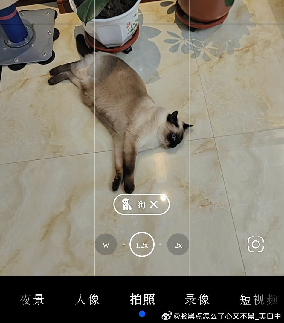 3945只黑脸狗 