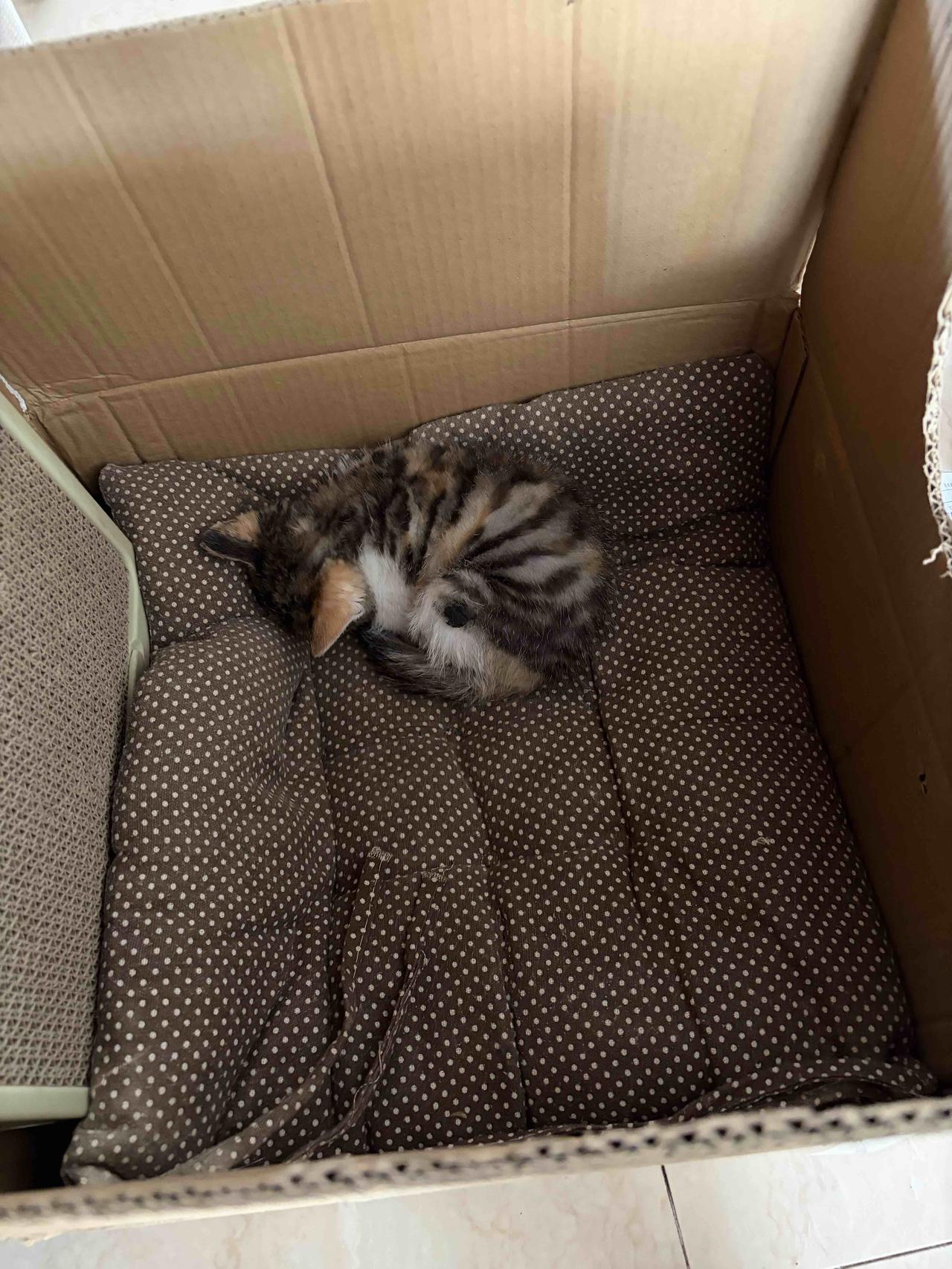家人们，我必须发张图证明猫咪有多可爱！就我家那只橘猫，有次我给它拍照，它歪着脑袋