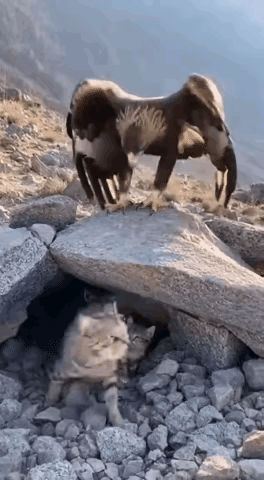 野猫大战老鹰，狸花猫为了护崽勇气可嘉！老鹰和狸花猫大战几十多个回合，不分胜负，老