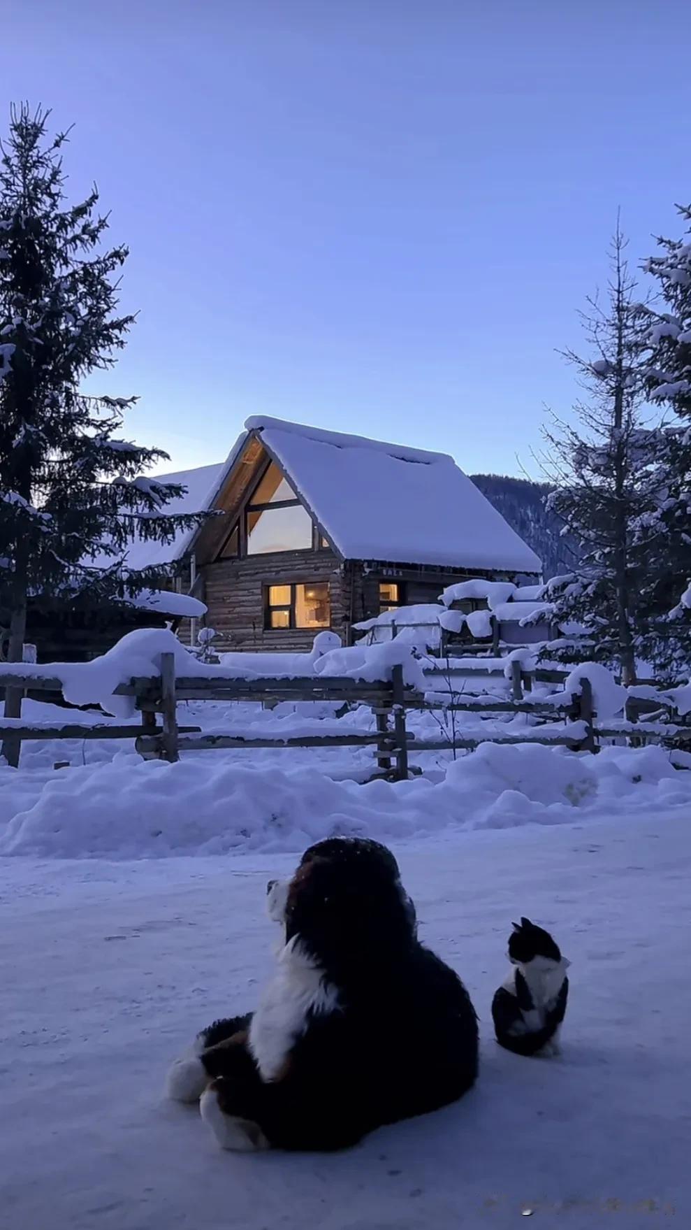 冬日暖阳下，狗狗们嬉戏的温馨时光🐾❄️🏡抱团取暖的狗狗 阳关下的狗狗 抓拍小