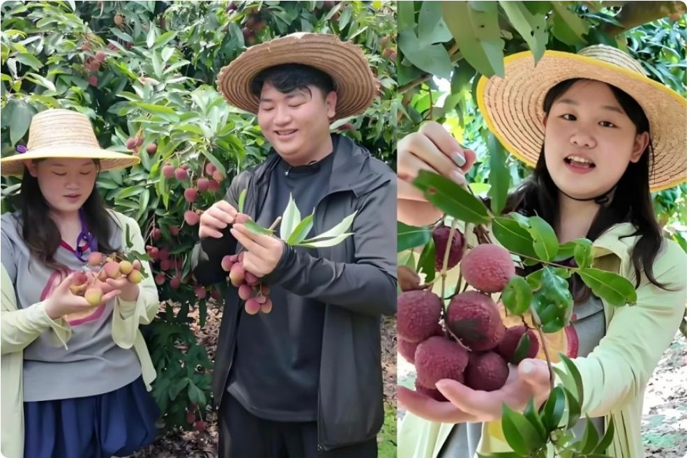 张家齐太真实！摘荔枝满头大汗直呼：比跳水还受罪，农民实在不容易 