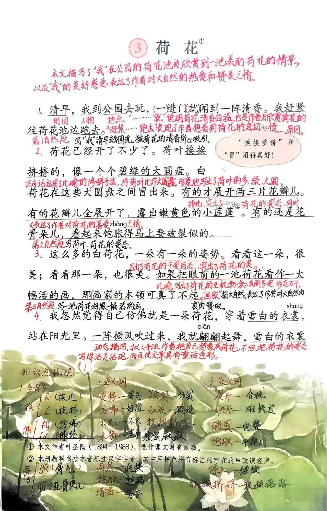 新版三下语文第3课：《荷花》课堂笔记