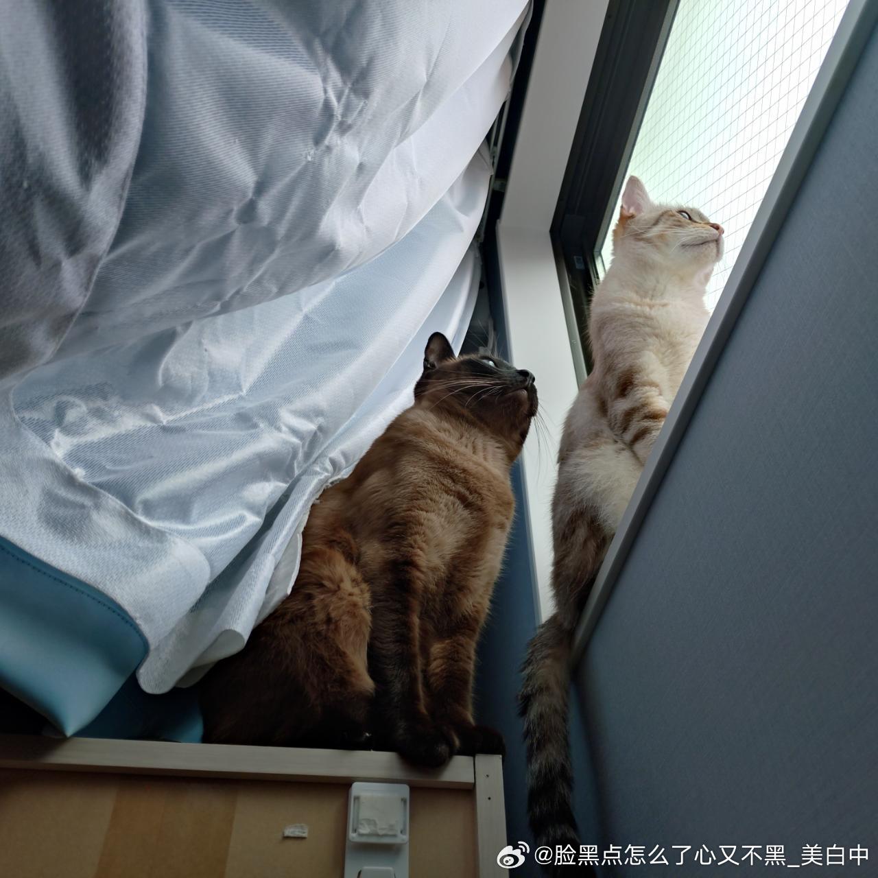 早安逼罗