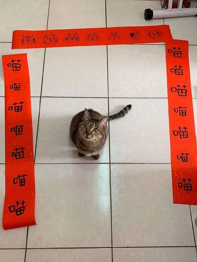喵喵喵喵喵喵喵
