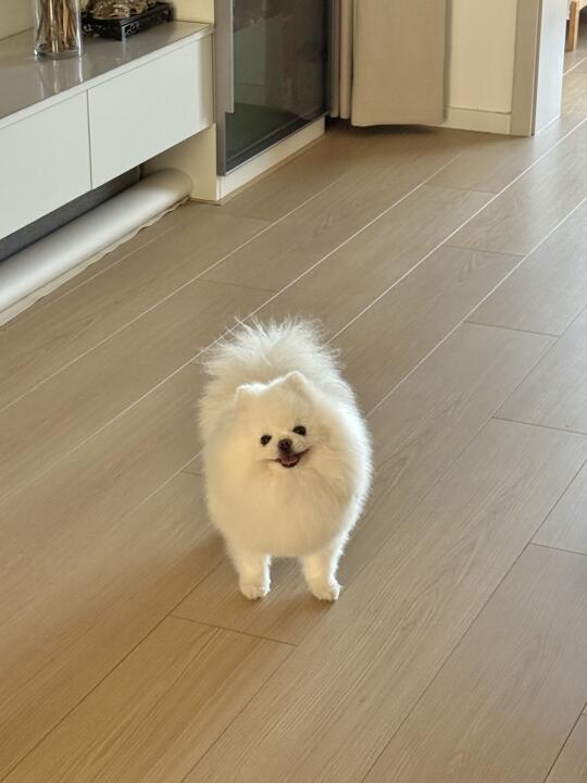 别说人了 狗来中国也得学会稍息🫡