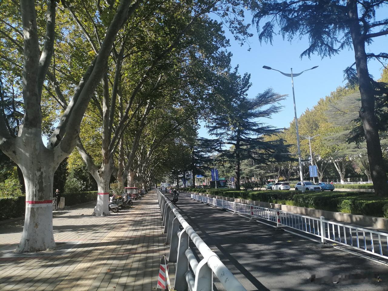 秋高气爽之时，望着街道两旁高大的梧桐树，你作何感想？若你问身为郑州人的我，最喜欢