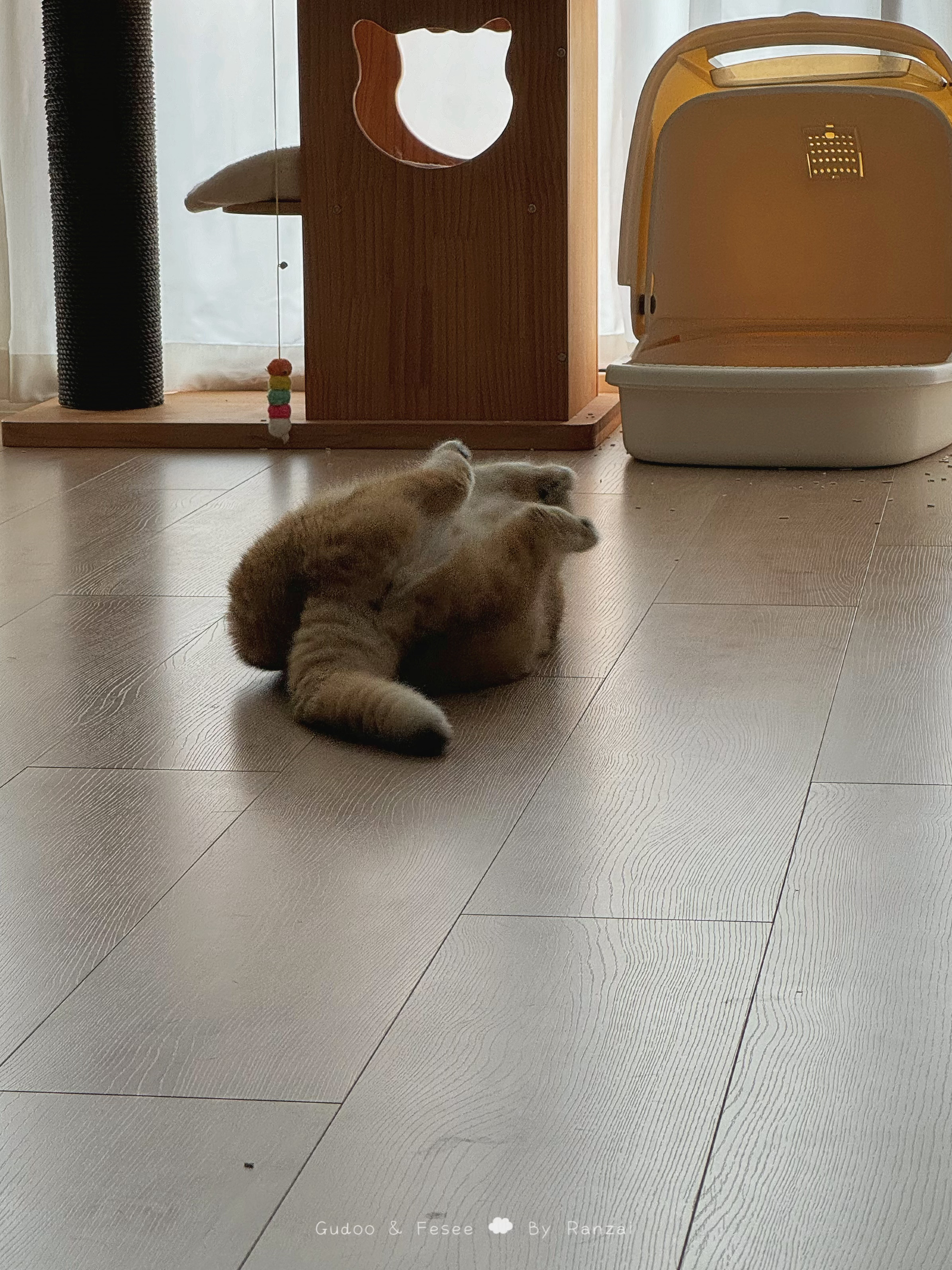 这个拉肚子小猫耍赖皮！#菇冬怎么肥四[超话]##萌宠种草节# ​​​