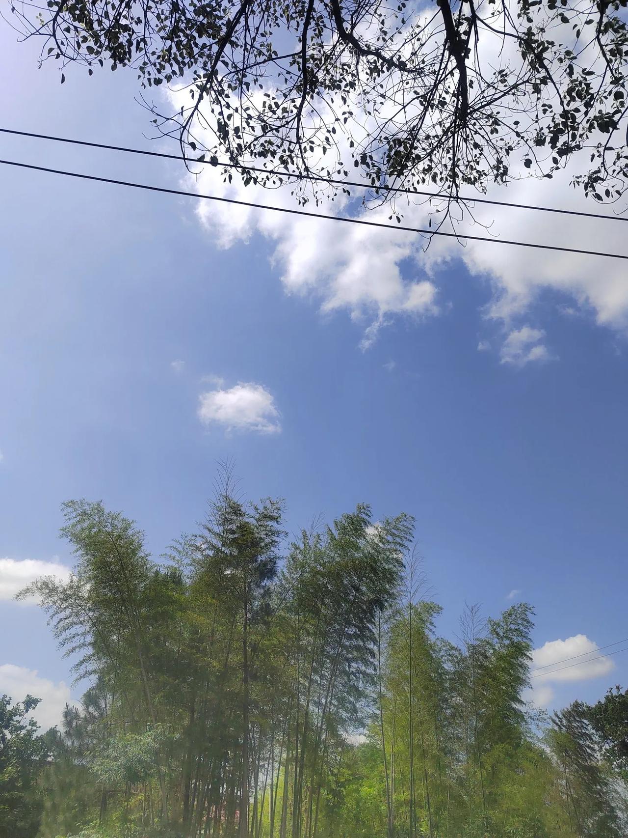 上联：一花独秀。请对下联：万竹迎春。