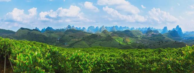 【三月三，壮乡美酒敬亲人：这杯来自九万大山的毛葡萄酒你喝过吗？】
“贝呀侬哎，客