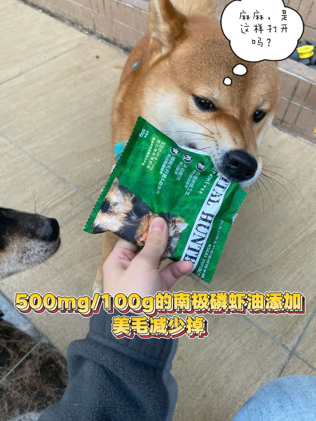 柴犬掉毛少了？