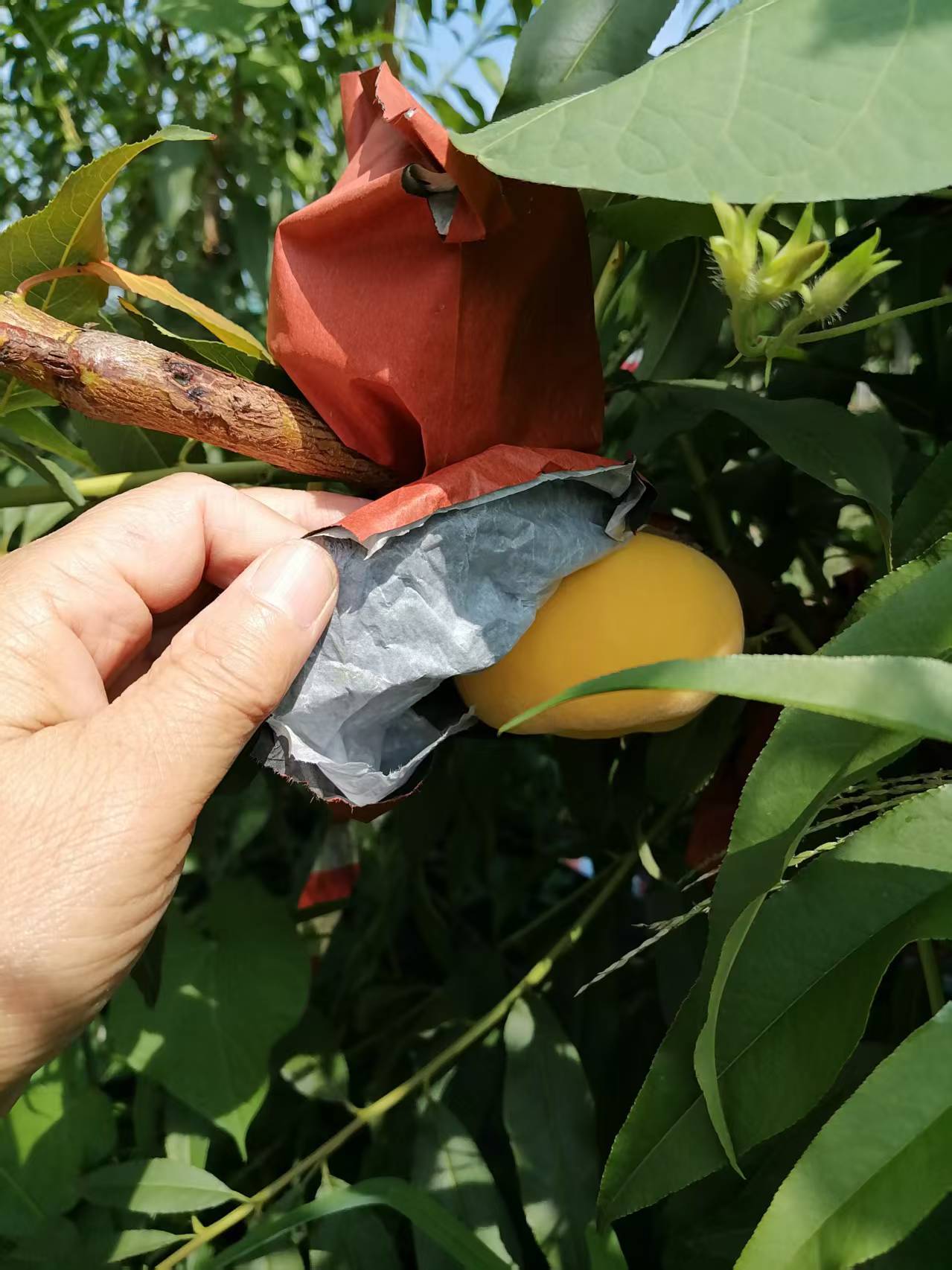 毛蟠桃，现摘现发！发货时间：48h价格：88元/10斤（带箱）口感：偏软甜，水多