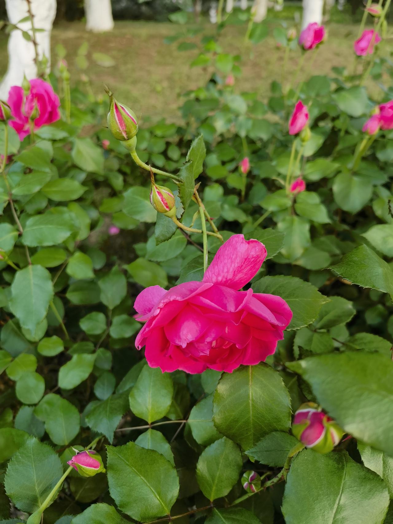 公园美丽景随拍漫步花丛中是什么感觉？这花儿不奇特，却开的那么真实，不娇柔做作，走