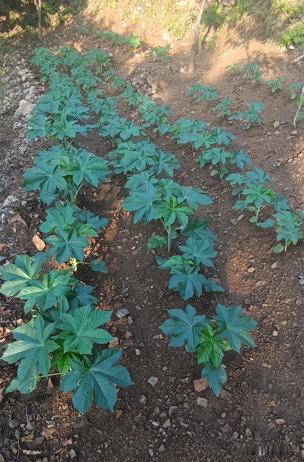 在一块山洼的坝台地上，竟看到了这种作物，好多年没有看到了——在这个地方已经很少有