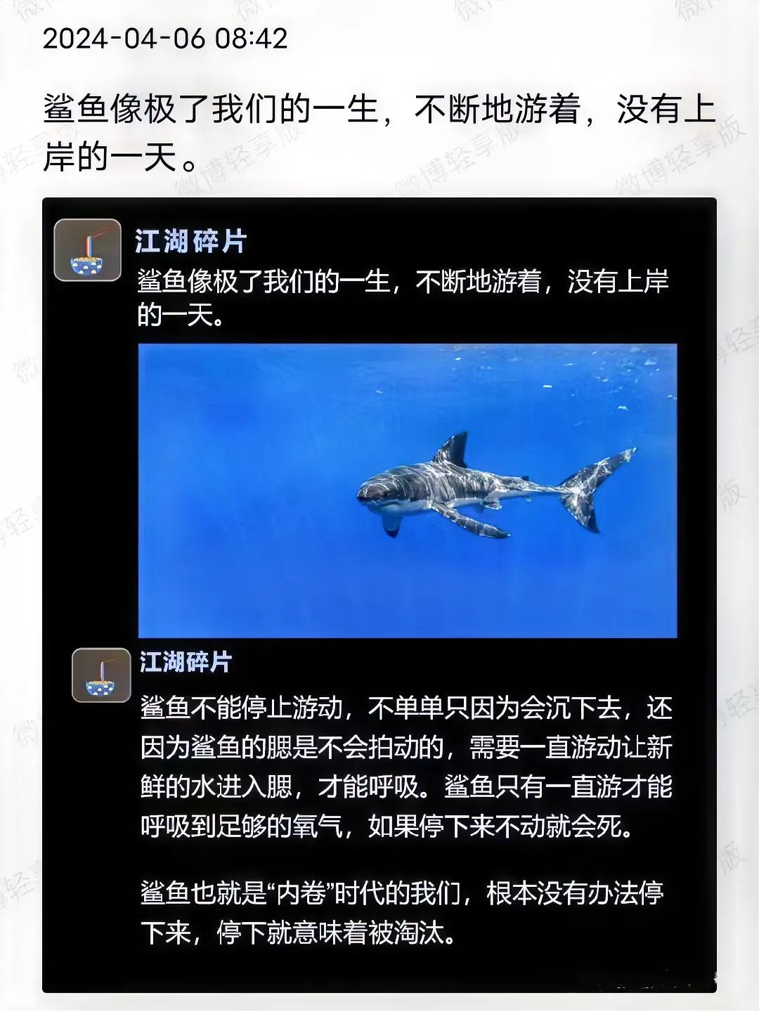 像鲨鱼一样的一生……