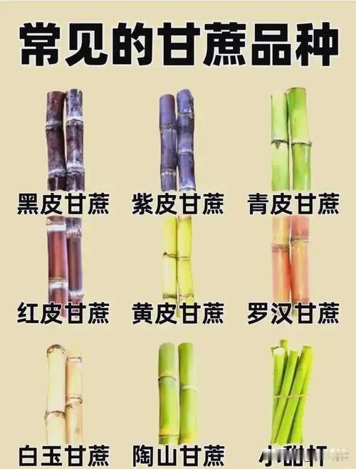 常见的甘蔗品种，你吃过几种？
对于广西人来说，甘蔗是最寻常不过的水果（如果能算的