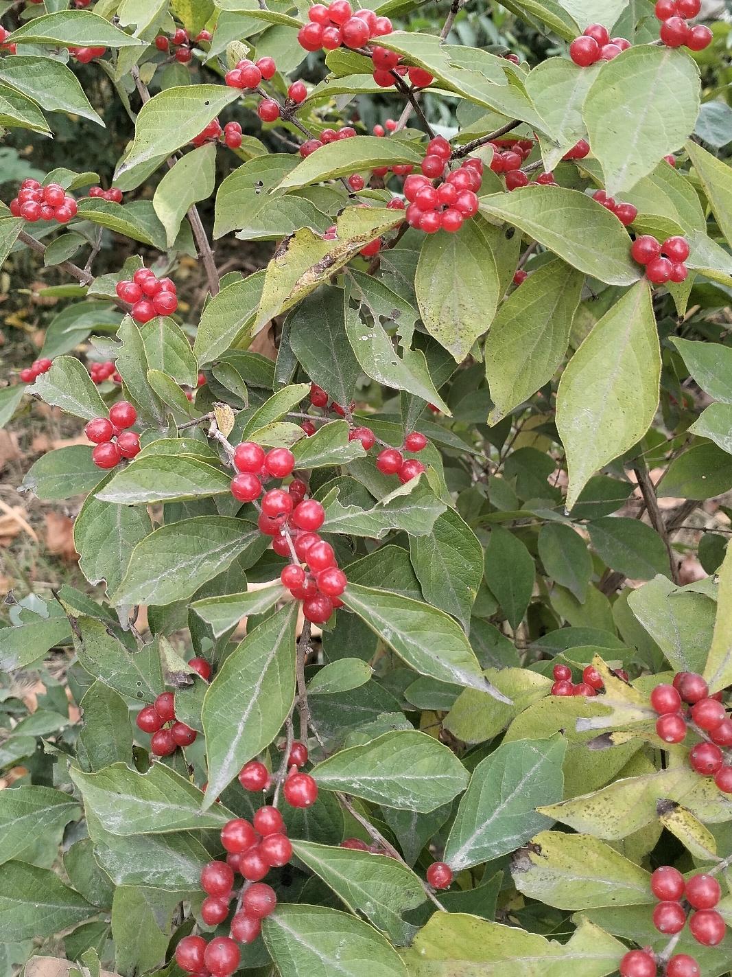 昨天是侄子的定婚宴，安理说做婶子的当掏份子钱，可我一分没花，因为，主家看不起我，
