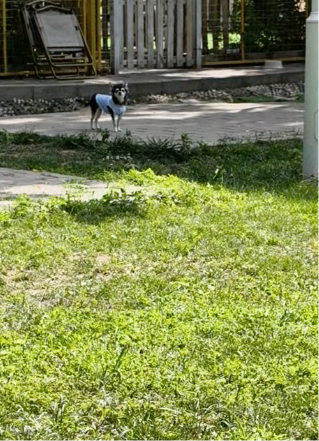亭亭玉立 