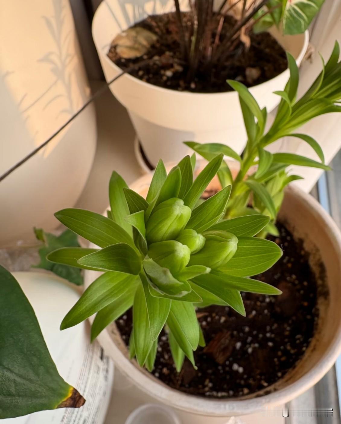 怎么感觉这么矮小短腿🦵🏻