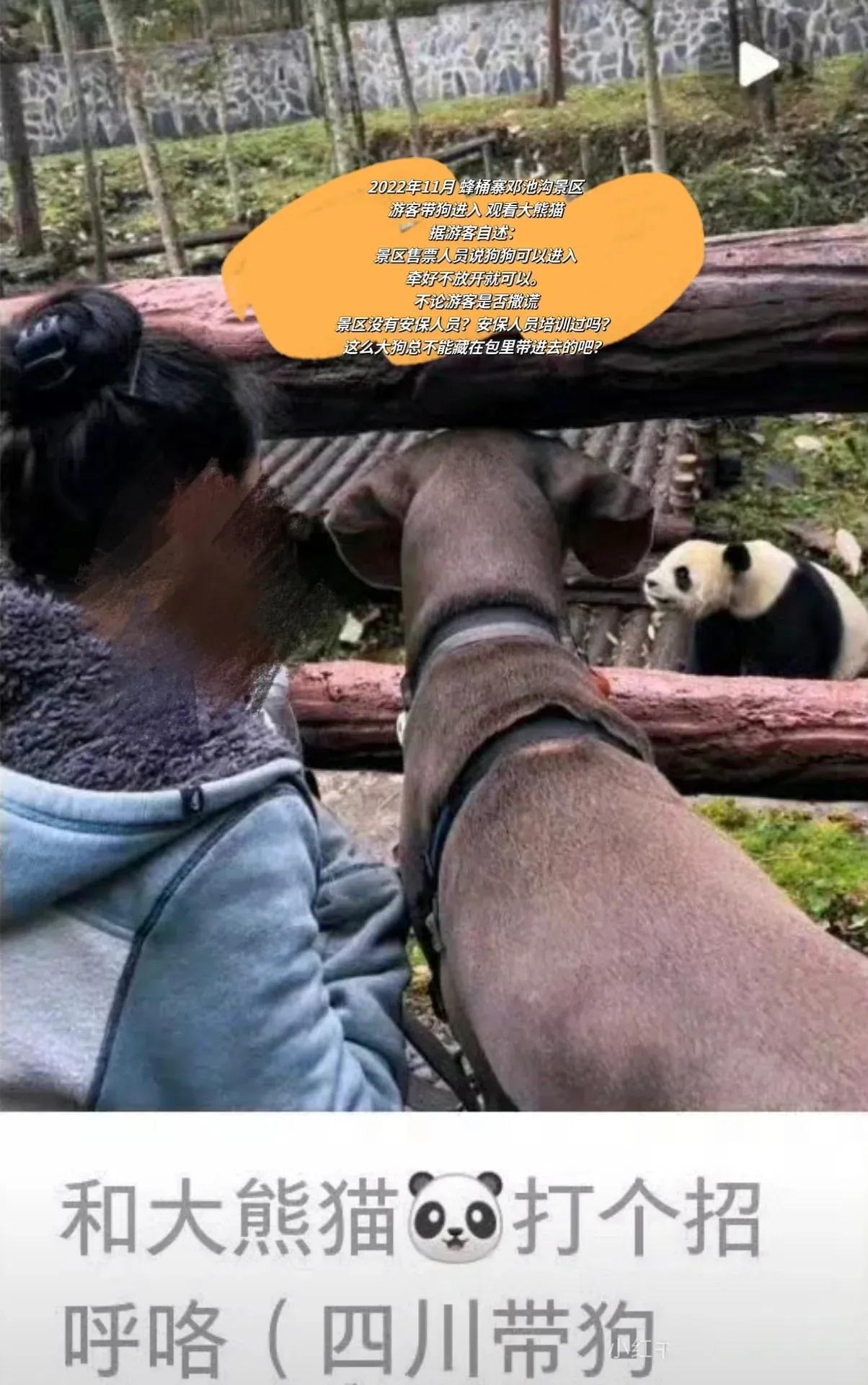 名字我都想好了👇👇👇👇👇👇
《大熊猫和人类的亲密接触史》
带狗？没问