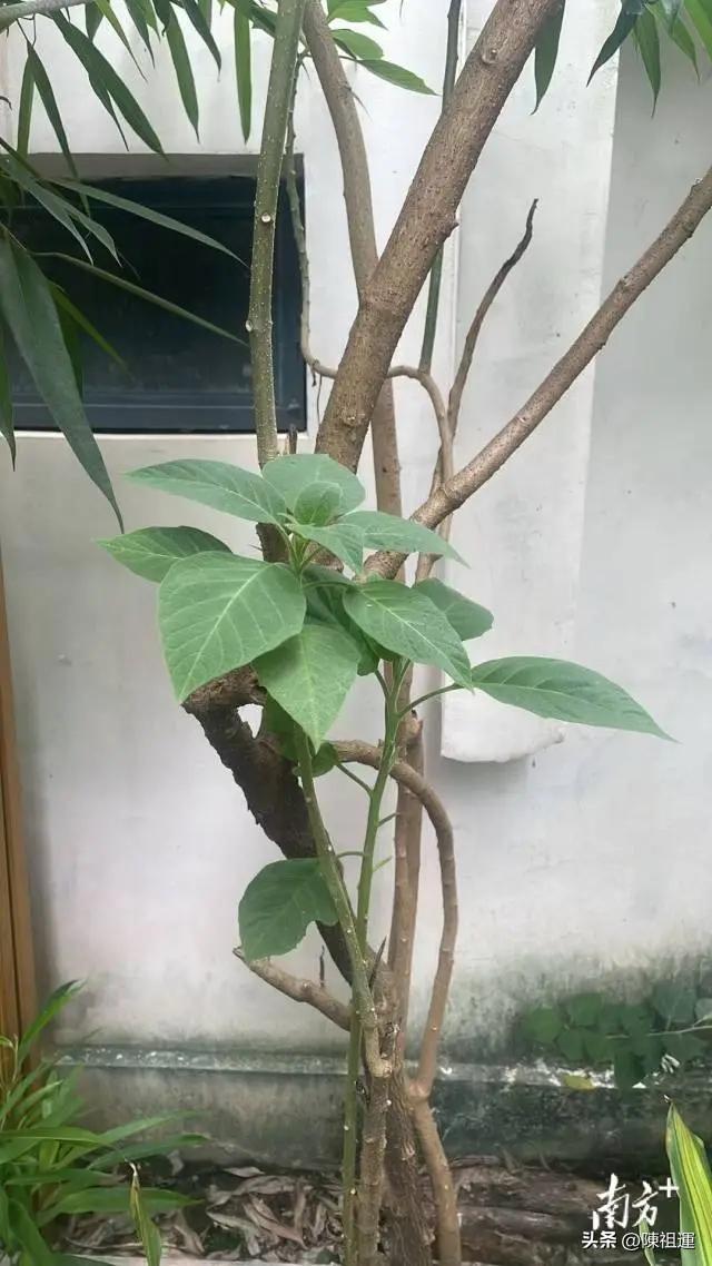 悲剧！小区随手采草药煮水止咳，妻子直接昏迷进ICU，儿子幻觉发疯摔遍全身伤
 