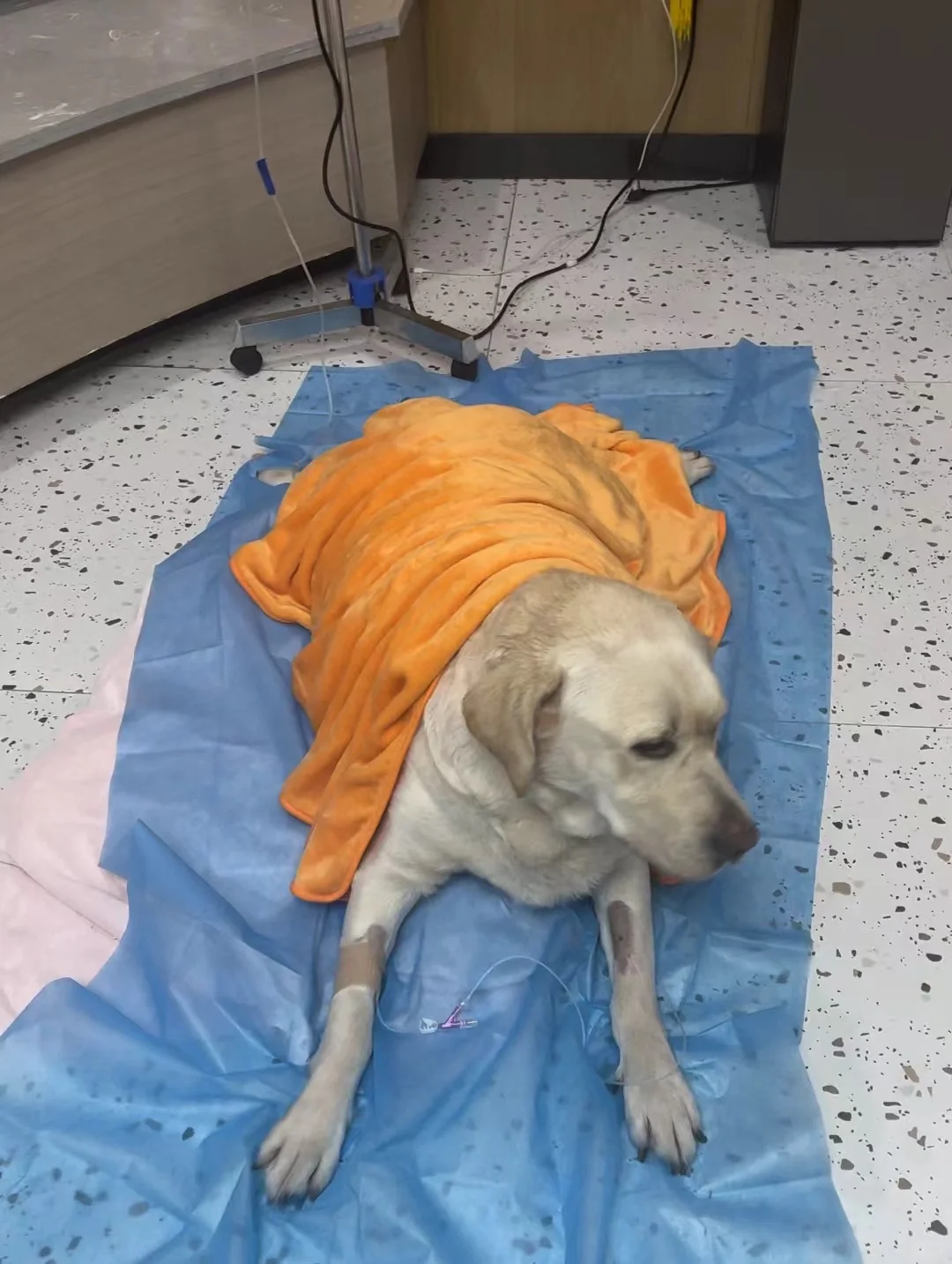 拉猪也没想到，撸完串竹签在体内呆了一个月