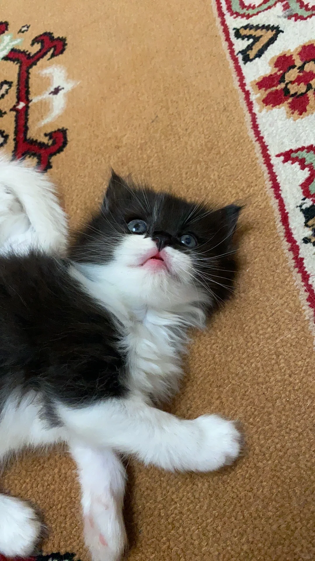 怎么会有这么稀罕的“库洛咪”🐱🫰