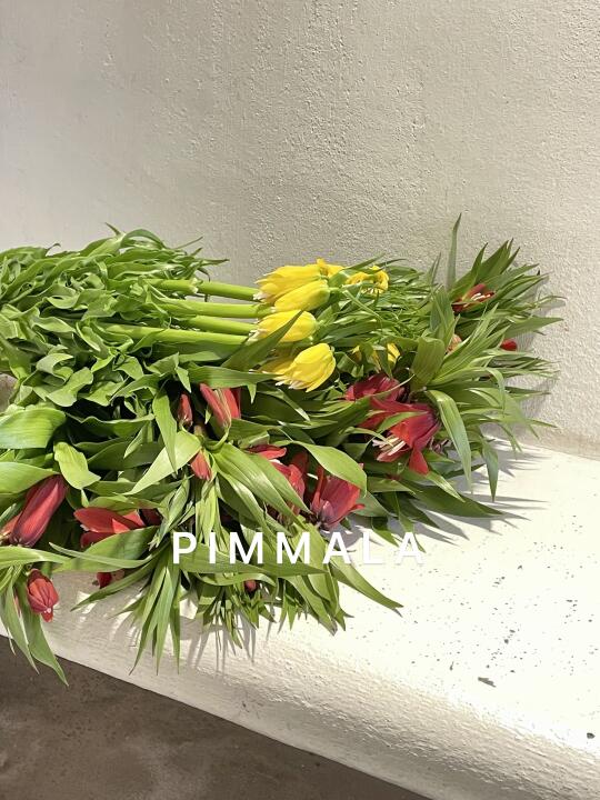 PIMMALA｜贝母开例会
