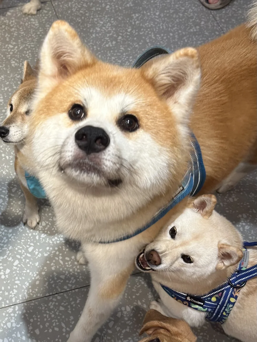 秋田的头有多大！