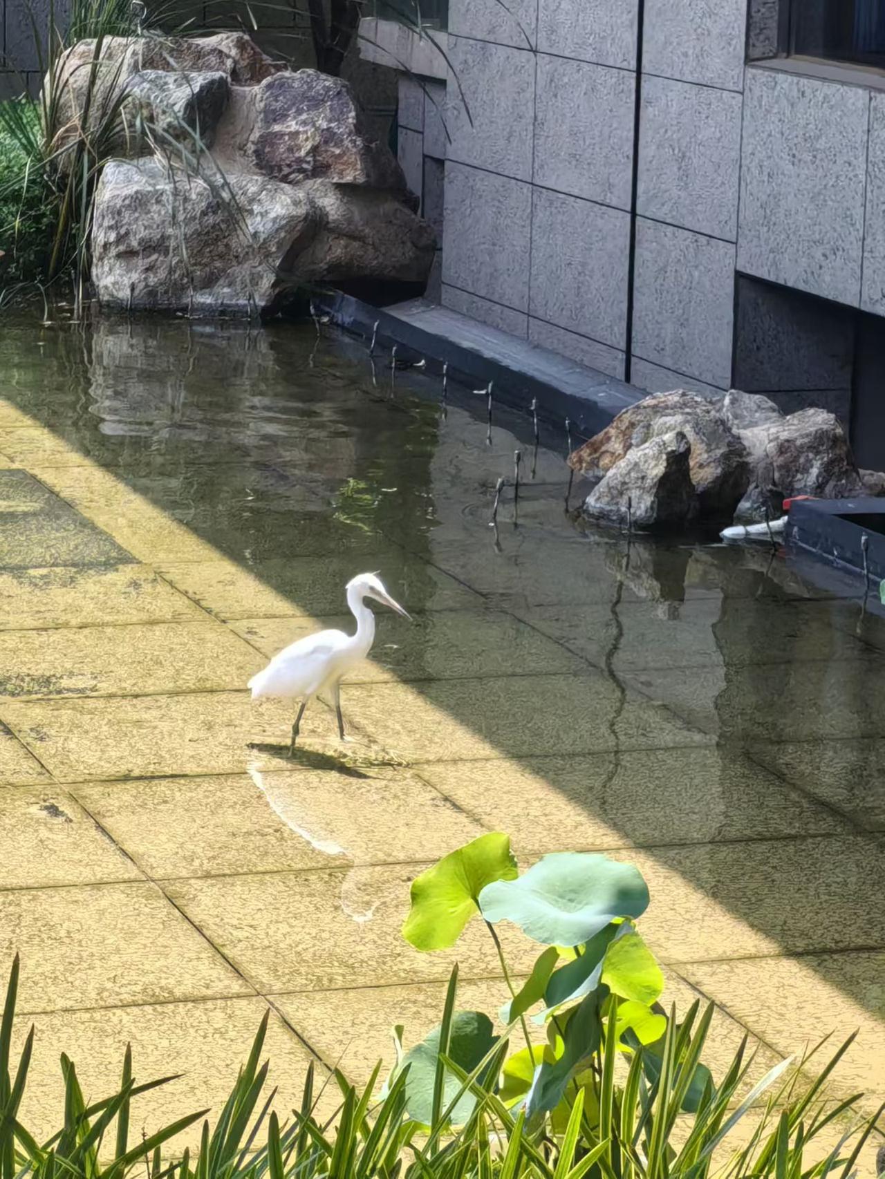 白鹭串门来