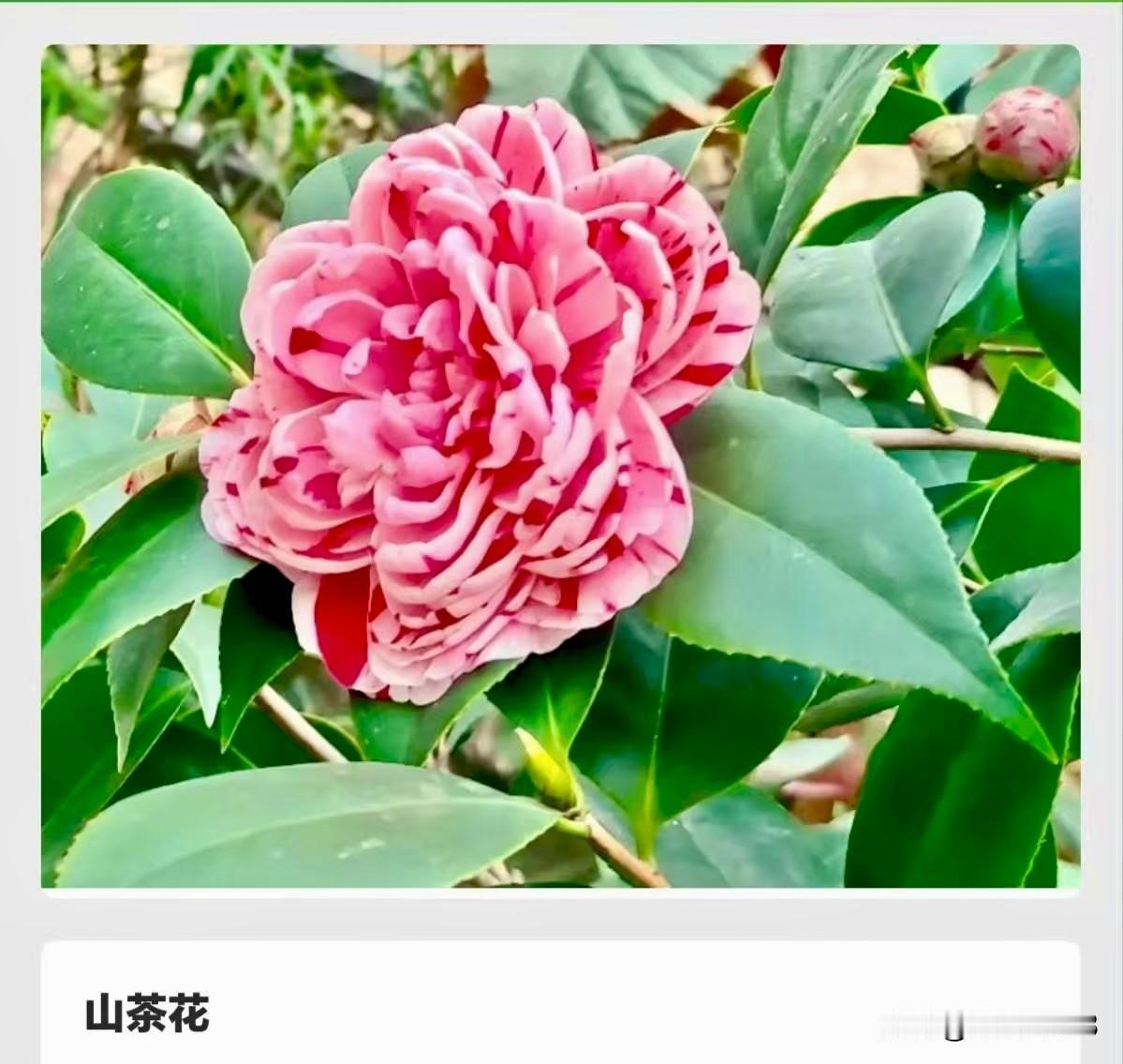 有告别方式"最决绝"的花吗？
严格讲，自然界没有唯一的“最决绝”。大多数花凋零时